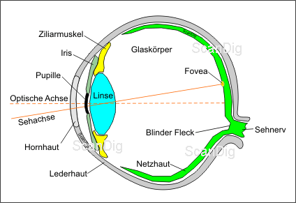 Prinzipieller Aufbau des menschlichen Auges