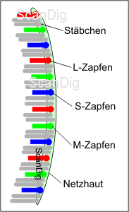 Schema der Netzhaut des Auges: auf ihr befinden sich viel mehr helligkeitsempfindliche Stäbchen als farbempfindliche Zapfen.